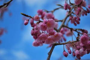 桜情報②　見ごろを迎えています！-7